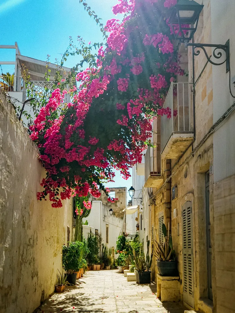 Bougainvillea Alley