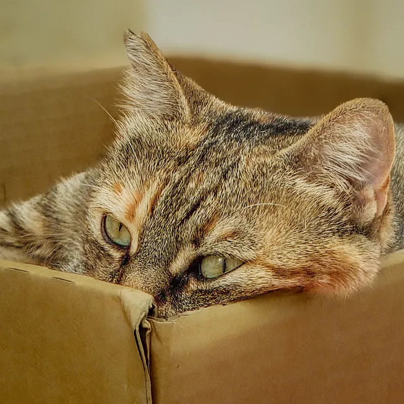 Box Dweller