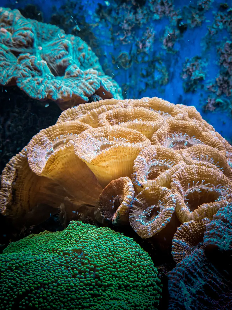 Coral Blooms