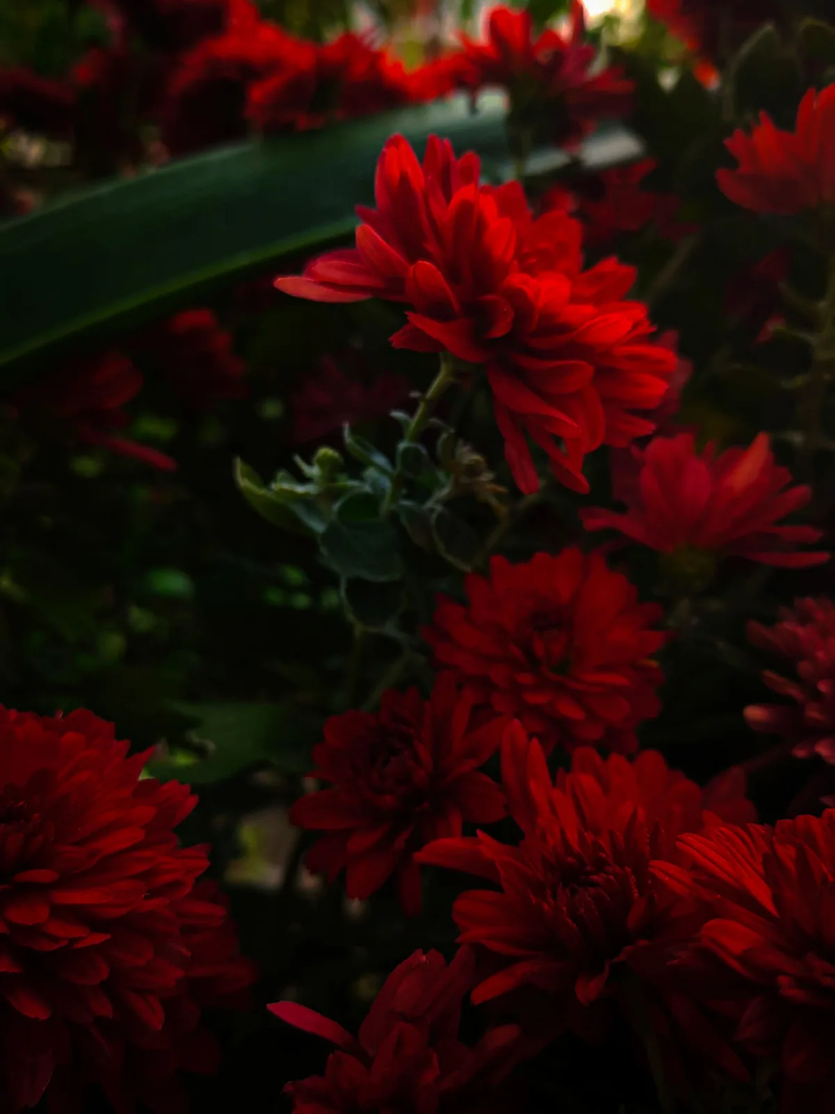 Crimson Bloom