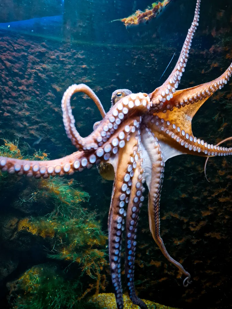 Eight Arms in the Deep
