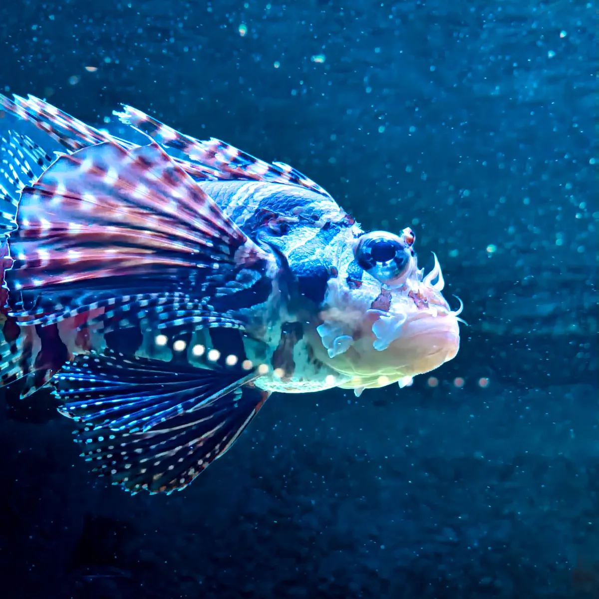 Electric Lionfish
