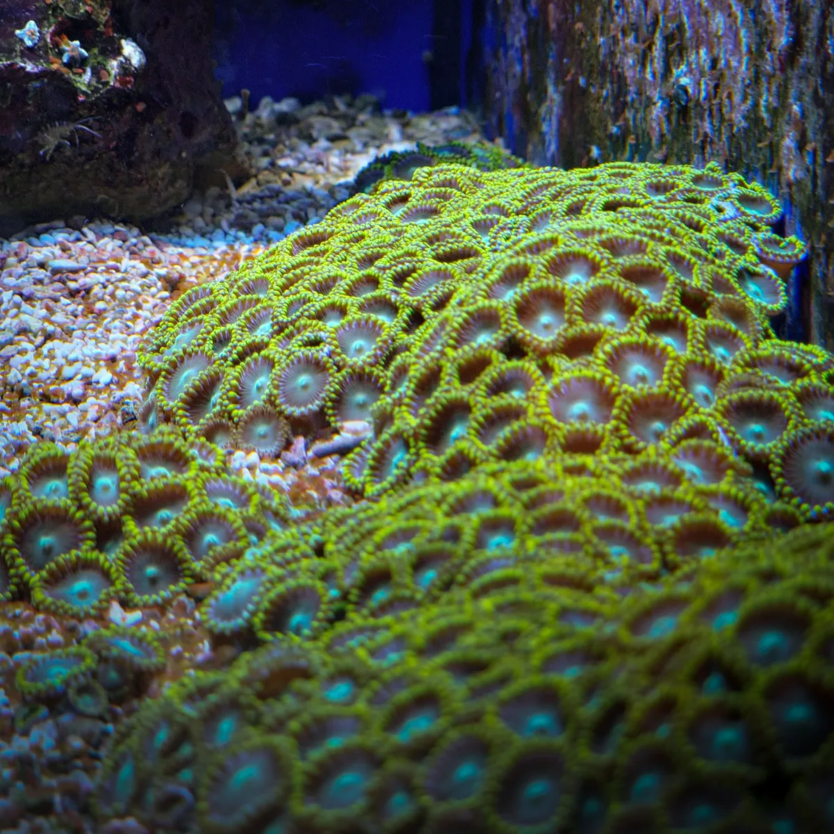 Emerald Colony