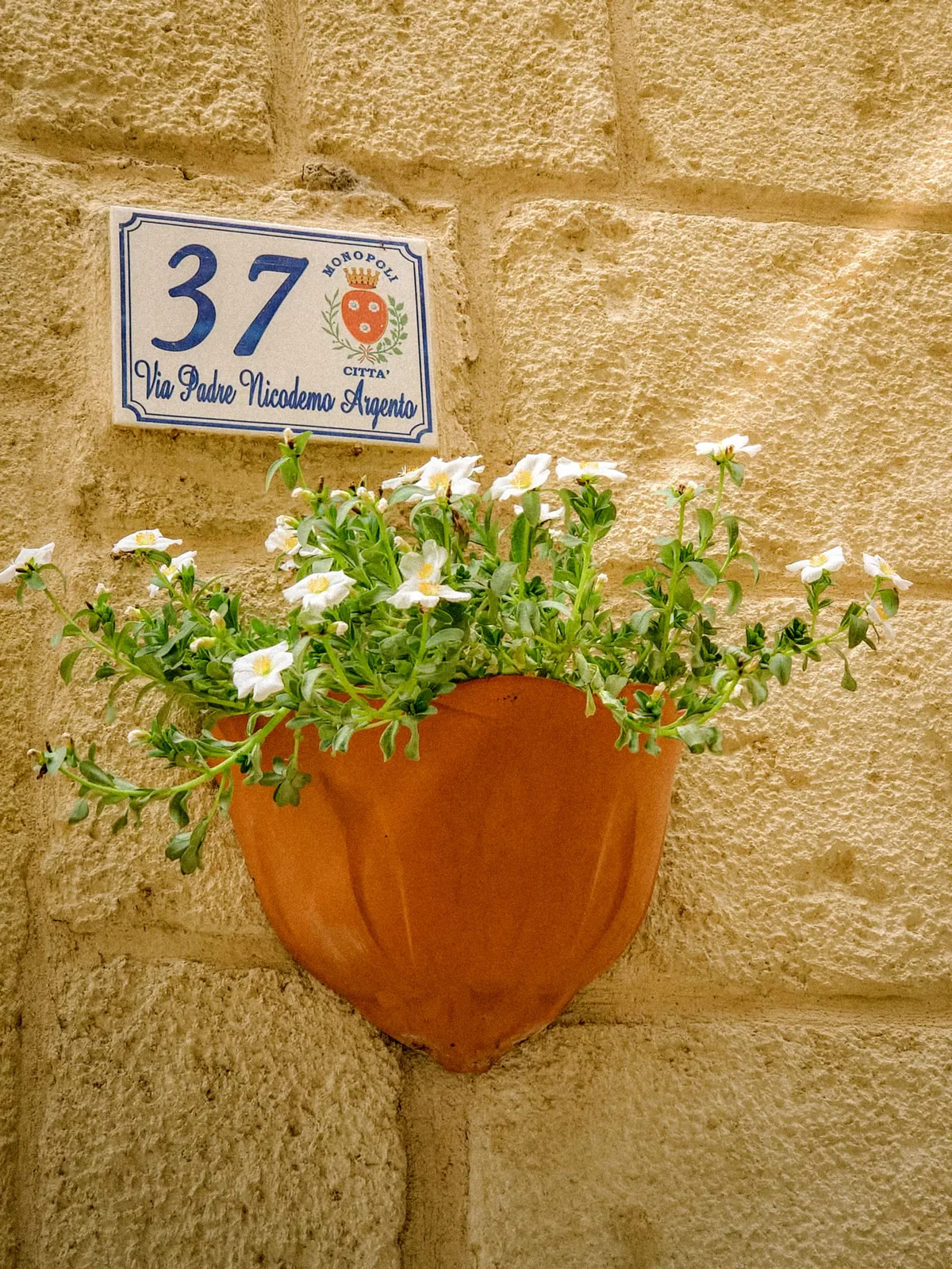 Flowers at Number 37 — Monopoli — Italy