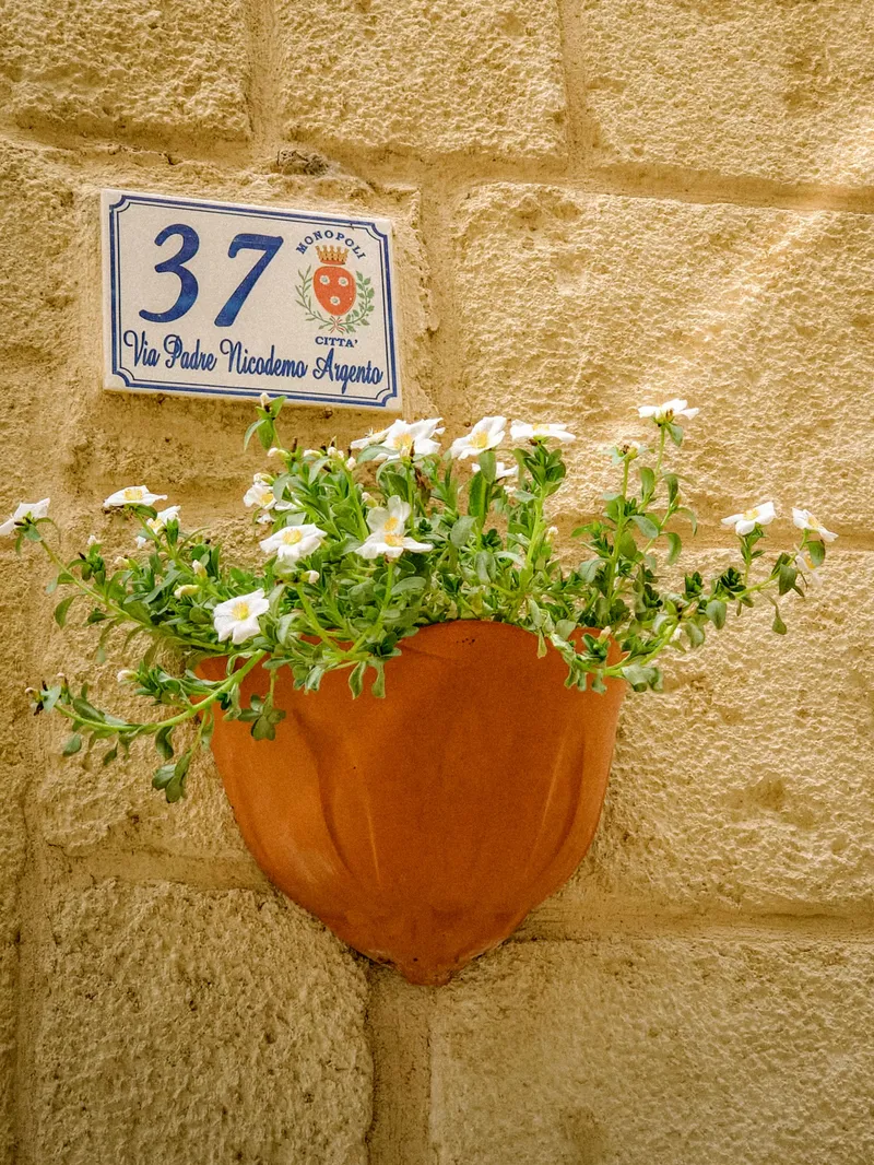 Flowers at Number 37