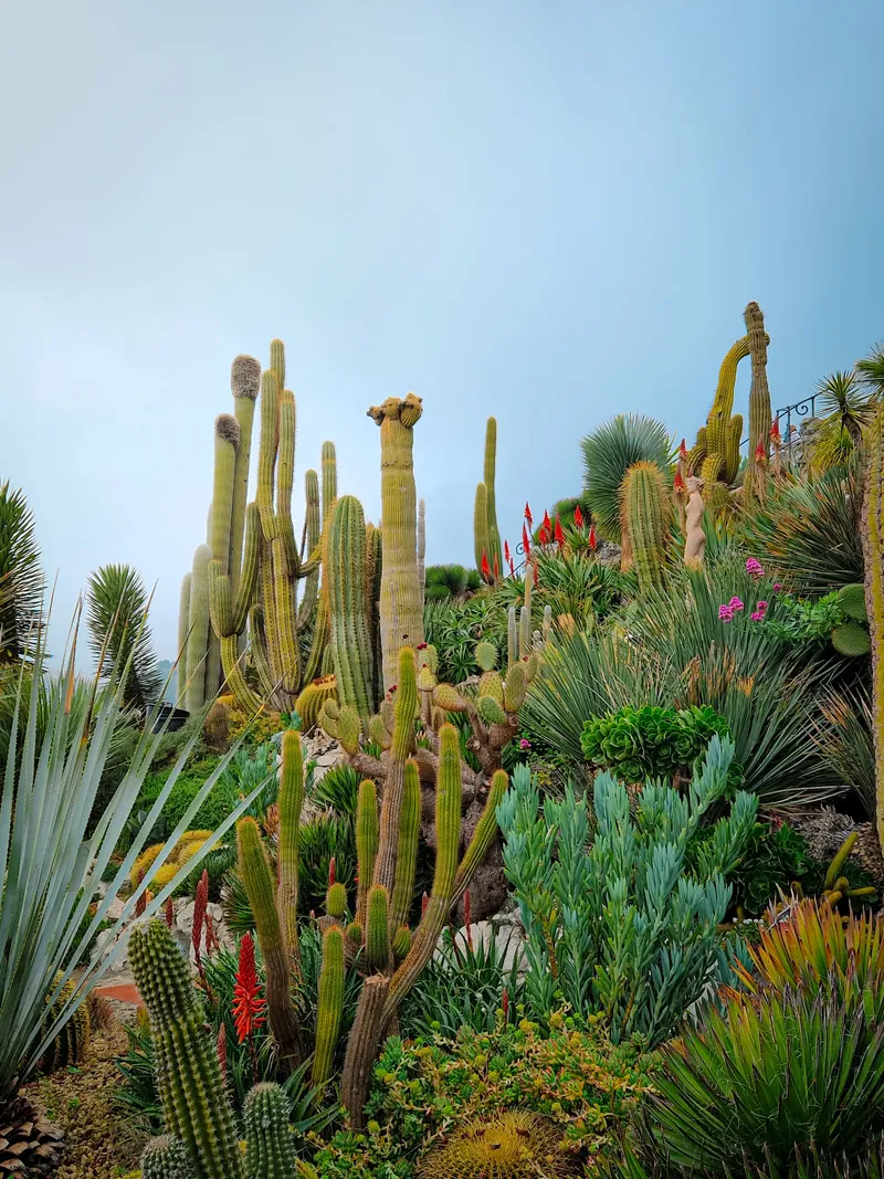 Jardin des Cactus