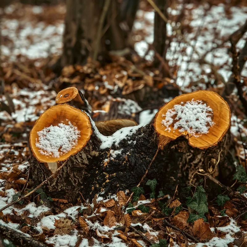 Snowcaps on Wood