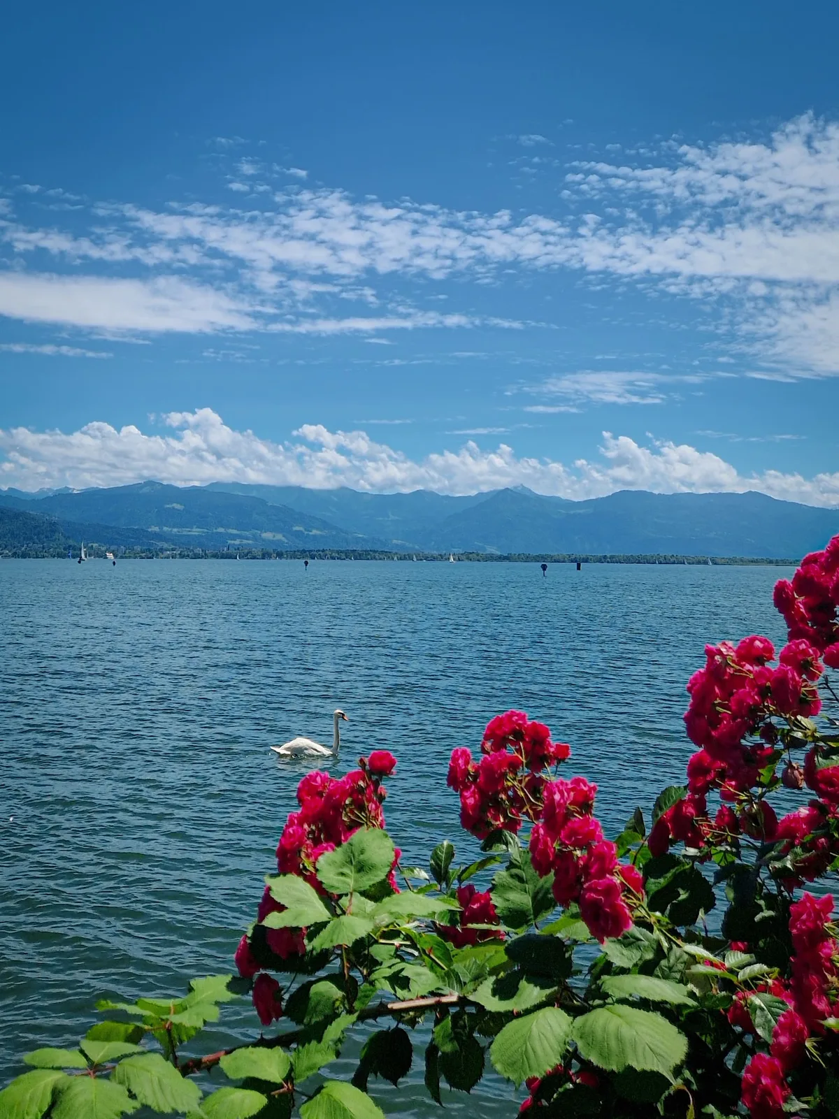 Swan and Roses — Lindau — Germany
