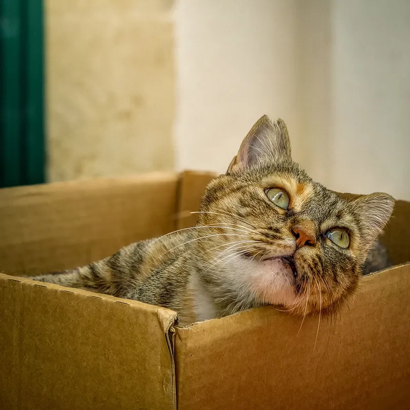 The Curious Tenant
