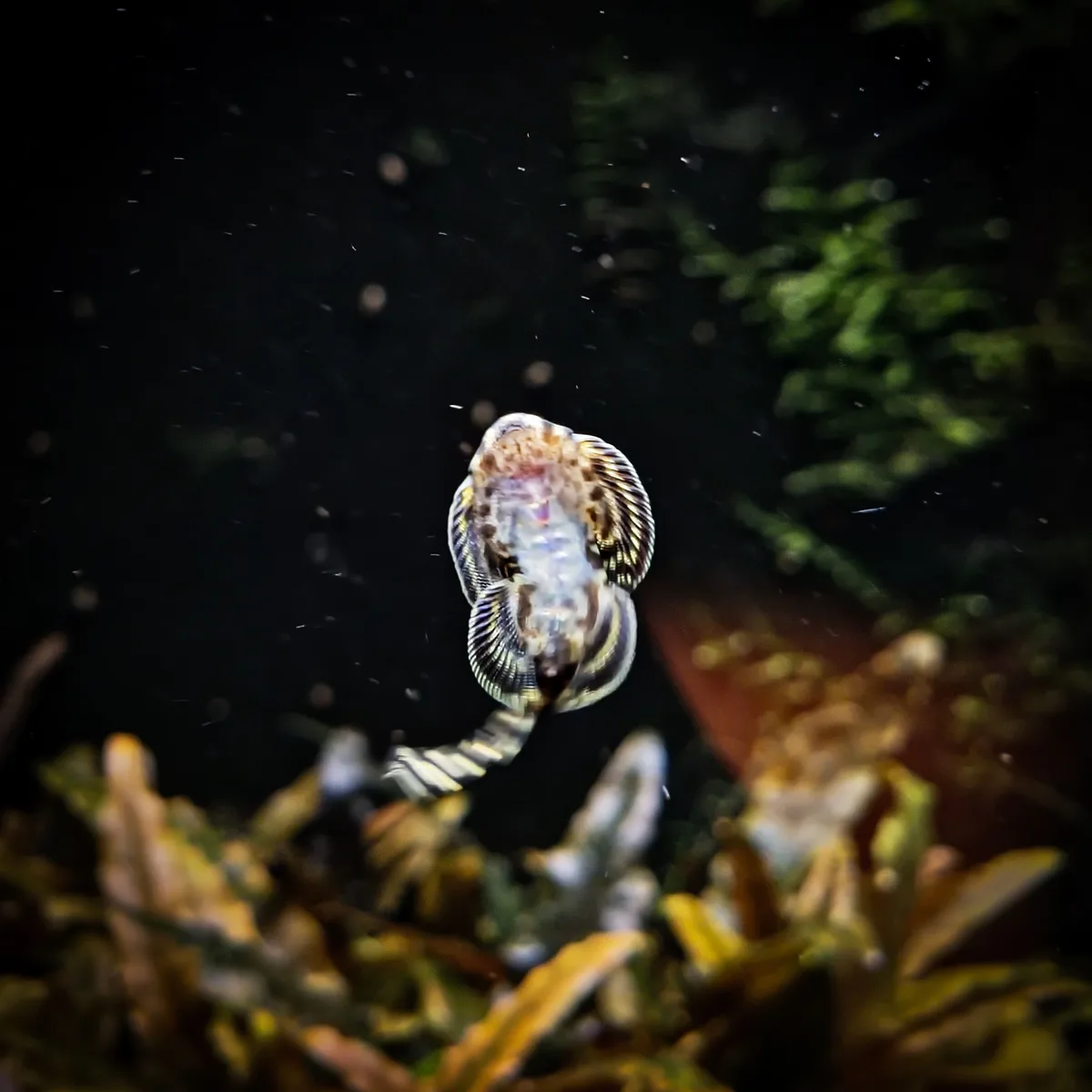 The Little Seahorse