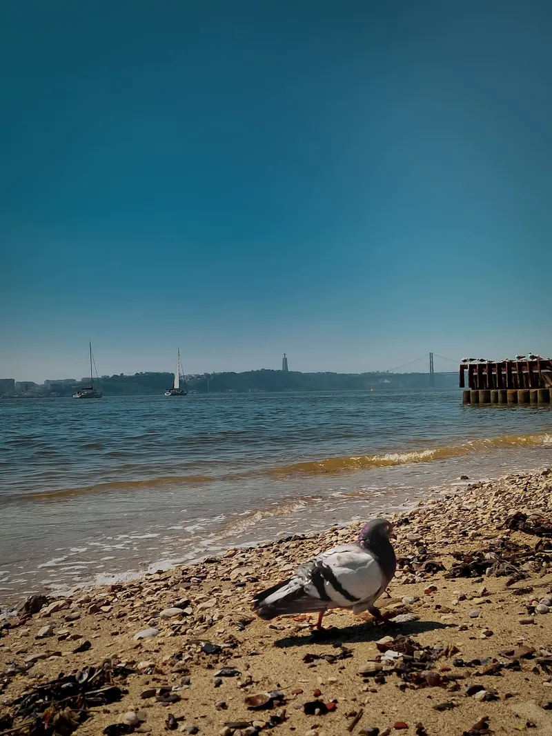 The Pilgrim Bird