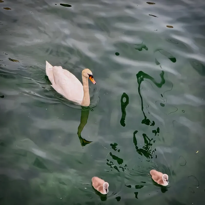 The Swan Family