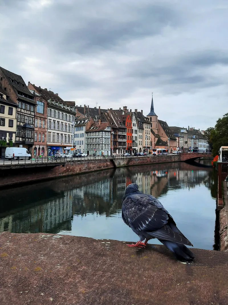 The Watchful Local