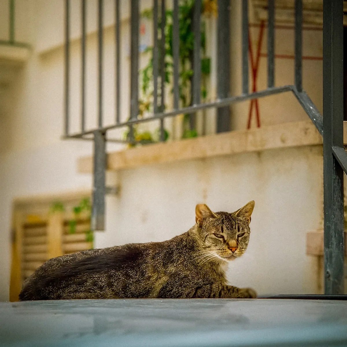 The Watchful Tabby