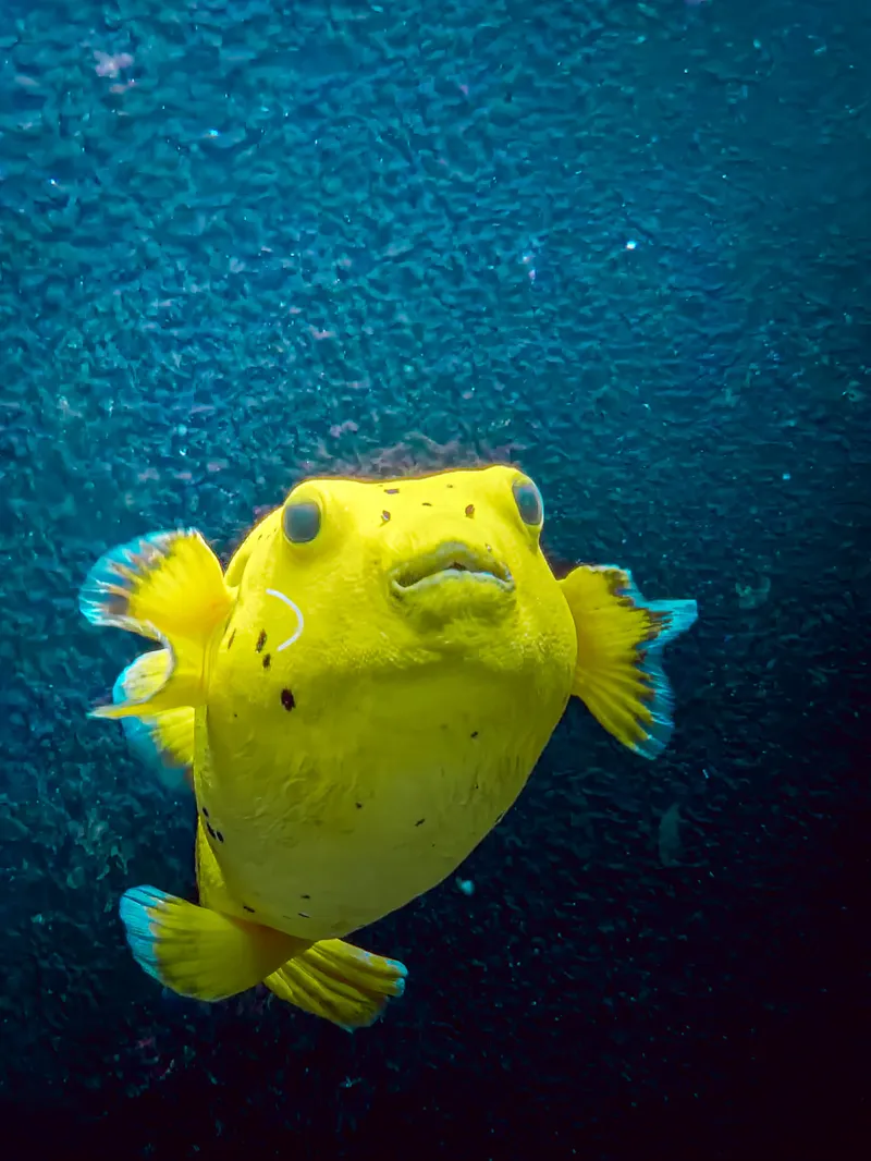 The Yellow Puffer