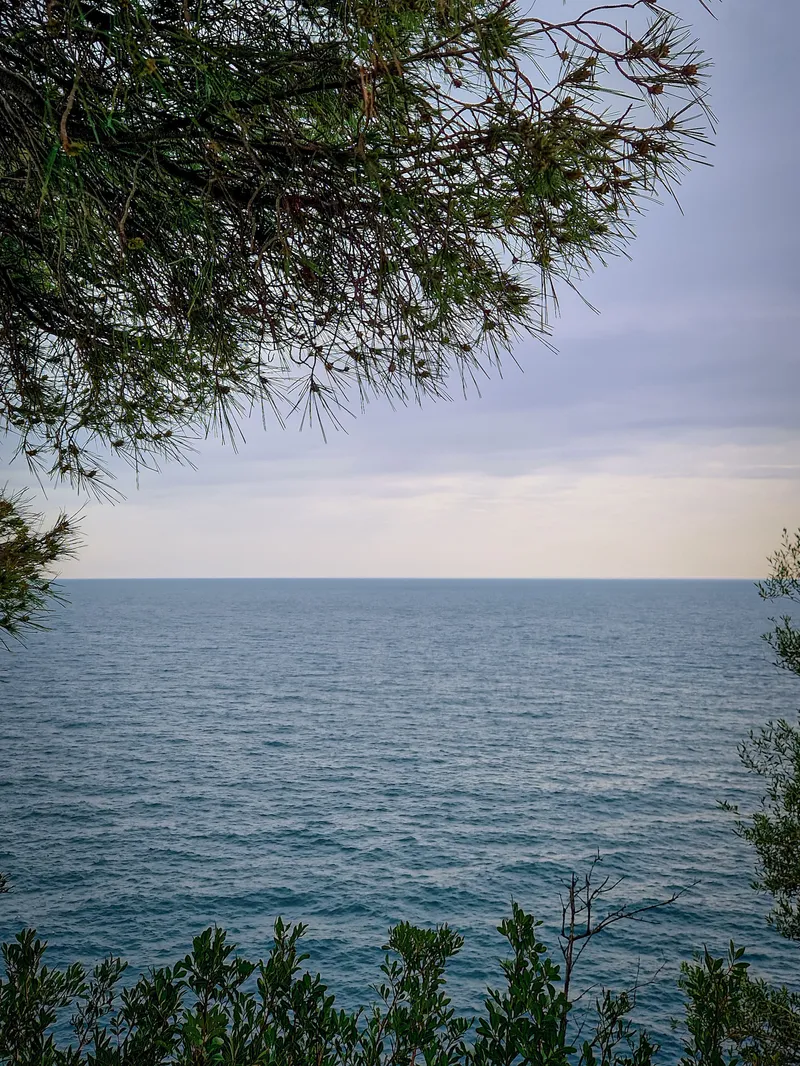 Through the Pines