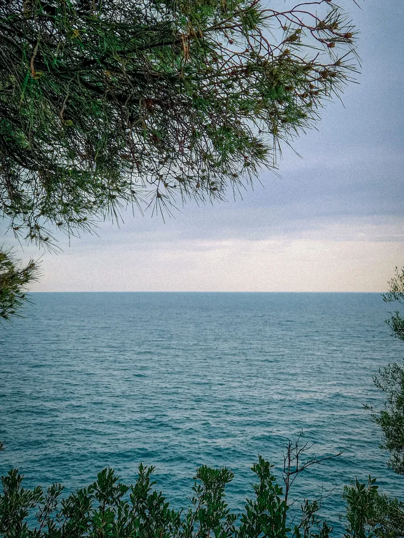 Through the Pines