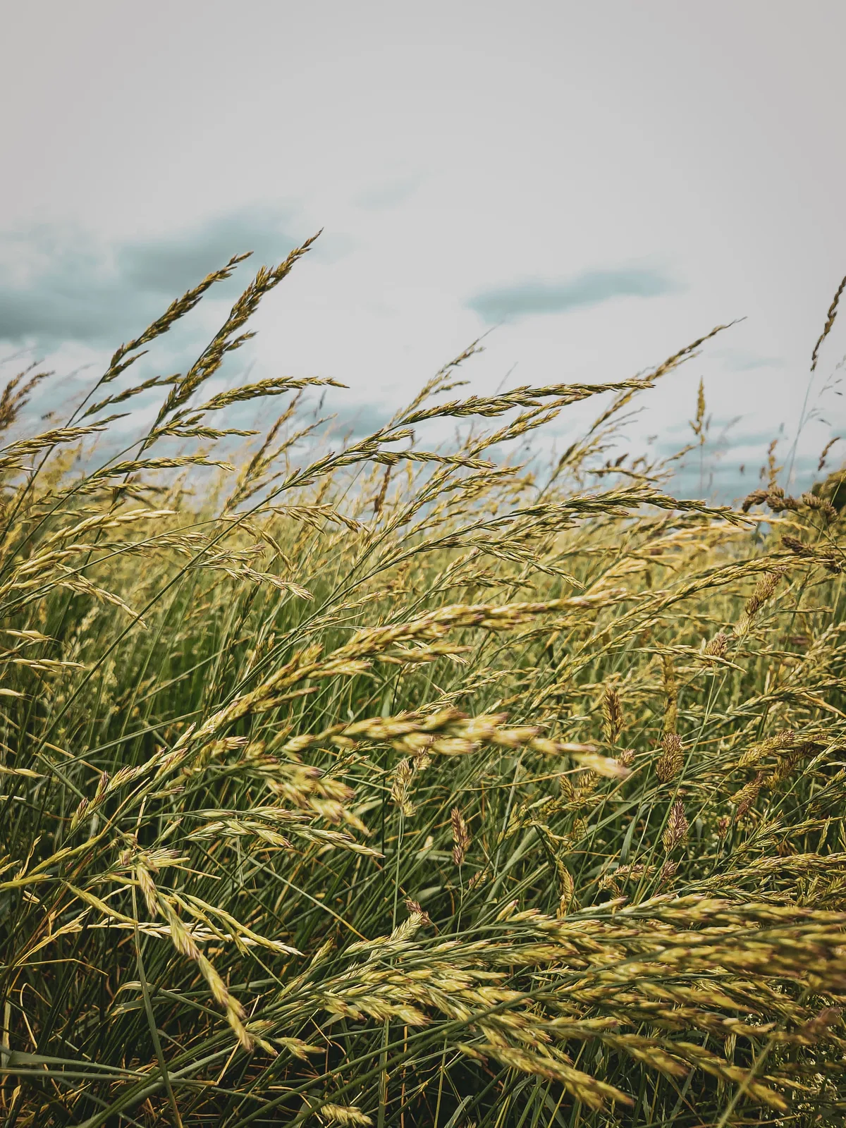 Wind in the Field — Kuhberg-Ulm — Germany
