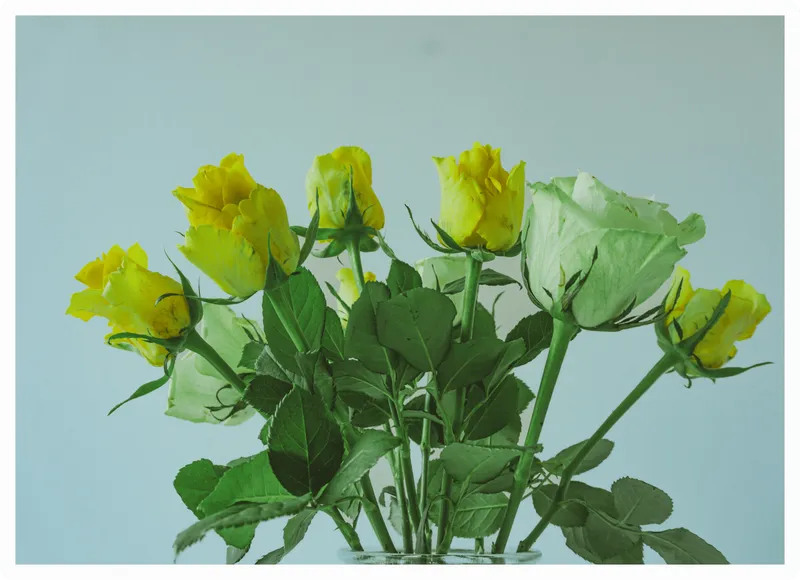 Yellow Bloom